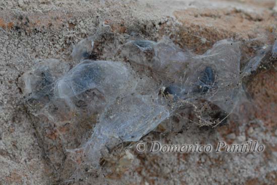 Vita da ..,.ragni (Gnaphosidae)